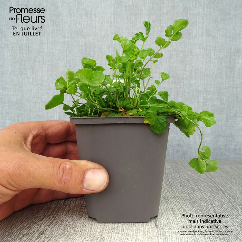 Amostra de Cardamine pratensis Vaso de 8/9 cm tal como entregue no verão