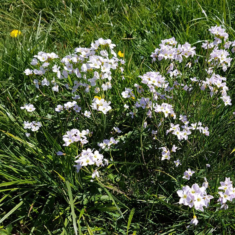 Cardamine pratensis (Hábito)