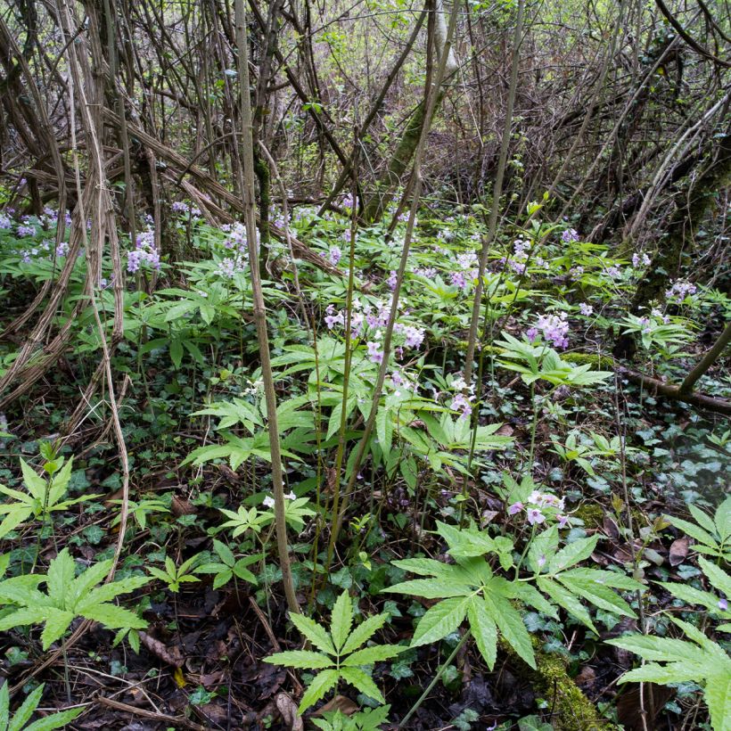 Cardamine pentaphylla (Hábito)