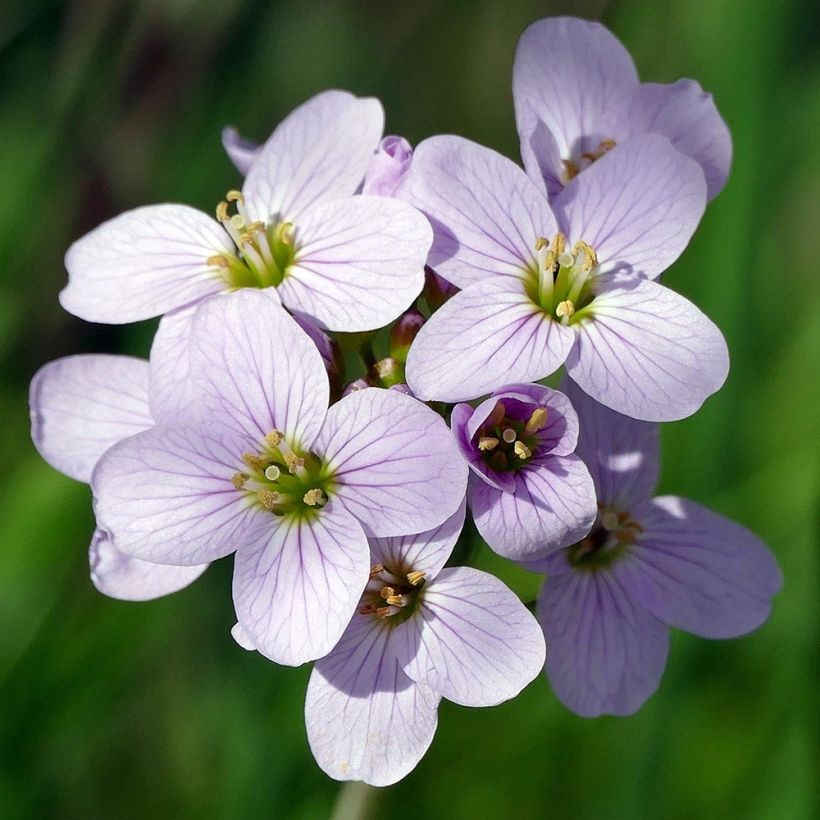 Cardamine pratensis (Floração)