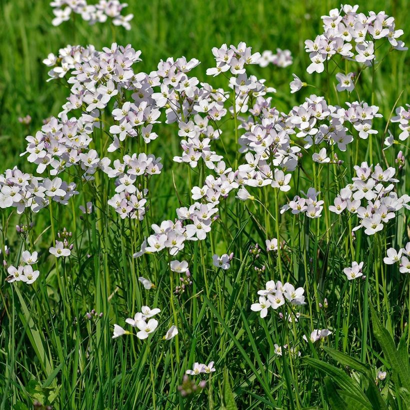 Cardamine pratensis (Hábito)