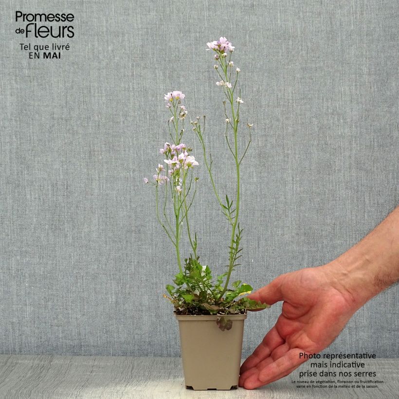 Amostra de Cardamine pratensis Flore Pleno Vaso de 8/9 cm tal como entregue na primavera