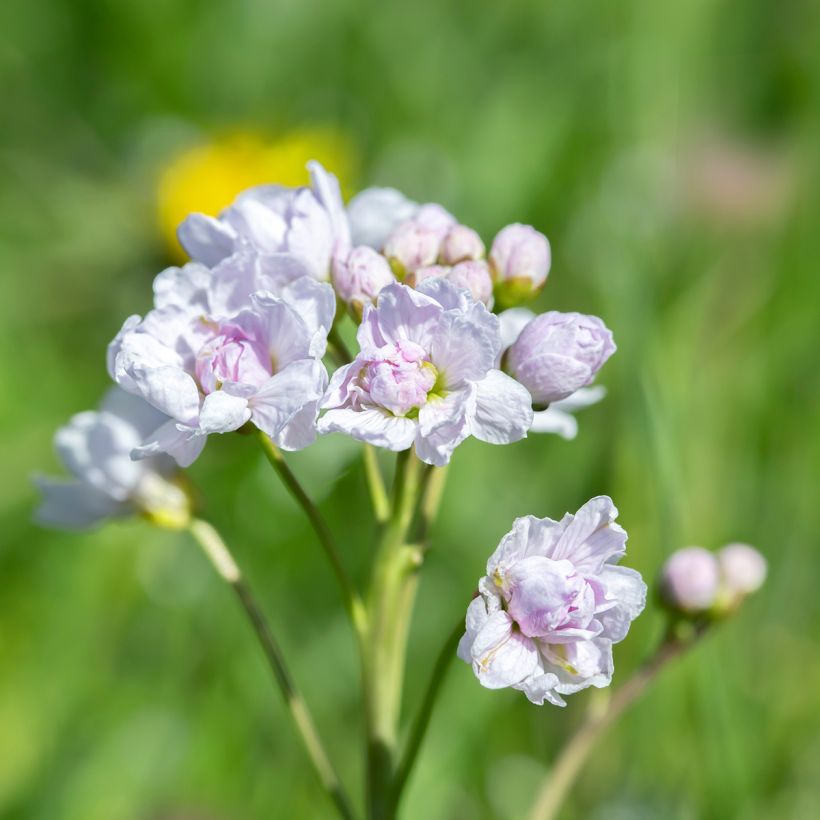 Cardamine pratensis Flore Pleno (Floração)