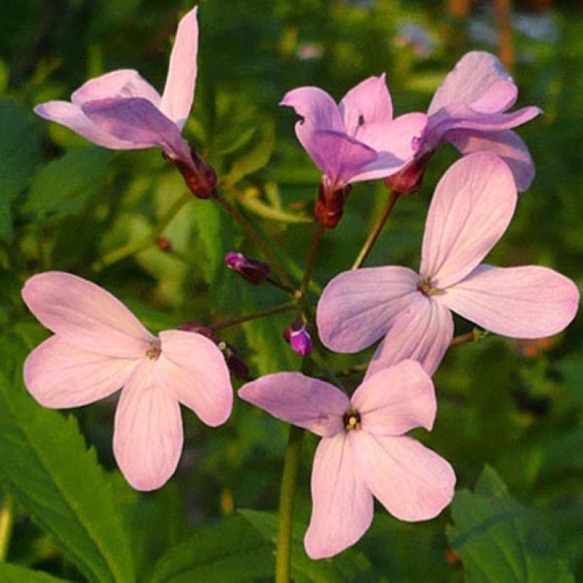 Cardamine quinquefolia (Floração)