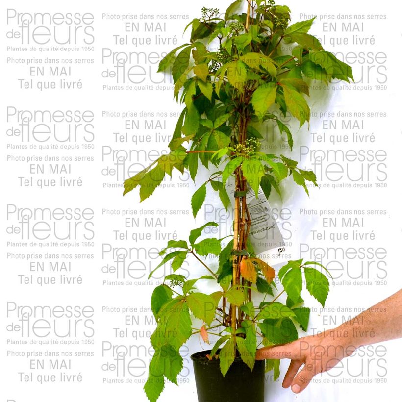 Exemplo de amostra de Cardamine quinquefolia - Cresson des près Godet de 8/9 cm tal como entregue