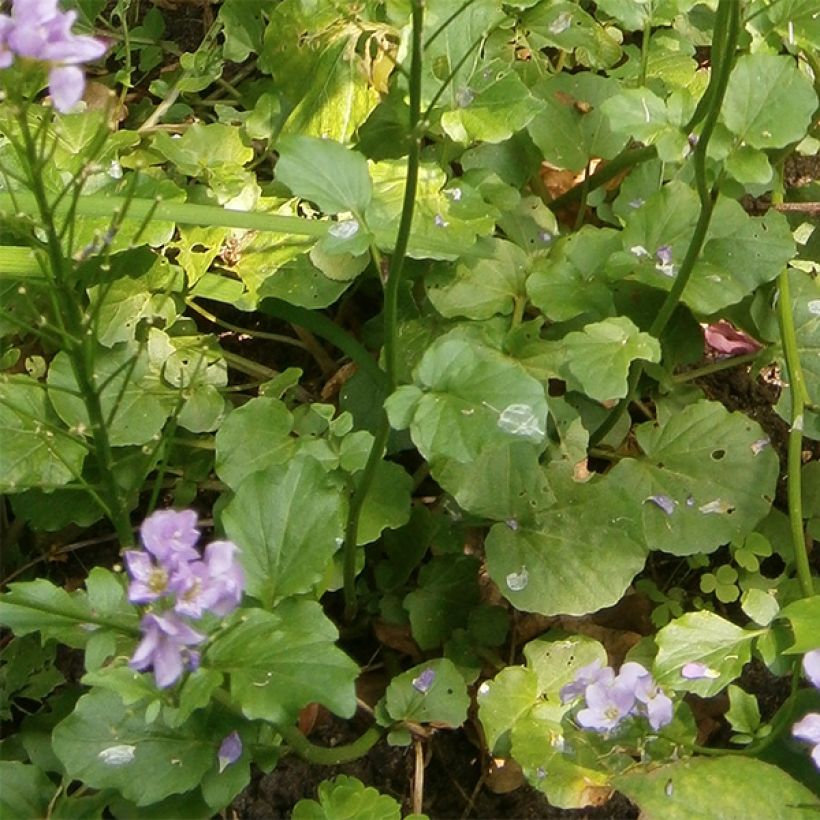 Cardamine raphanifolia (Folhagem)