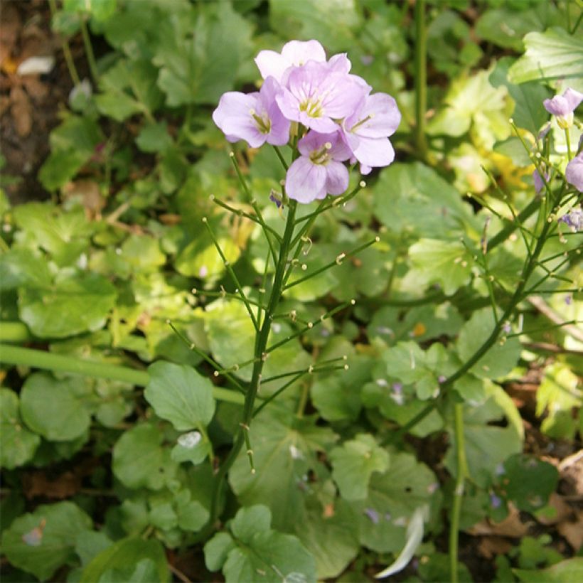 Cardamine raphanifolia (Hábito)