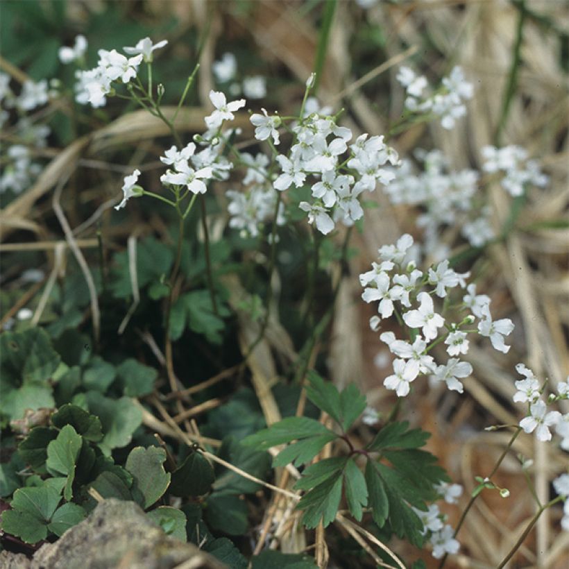 Cardamine trifolia (Hábito)