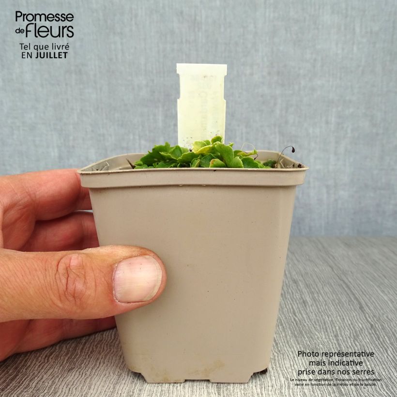 Amostra de Cardamine trifolia Vaso de 8/9 cm tal como entregue no verão