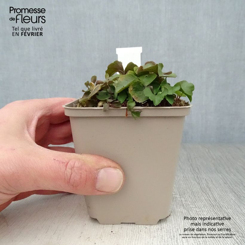 Amostra de Cardamine trifolia - Cardamine à trois folioles Vaso de 8/9 cm tal como entregue no inverno