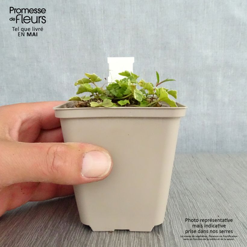 Amostra de Cardamine trifolia Vaso de 8/9 cm tal como entregue na primavera