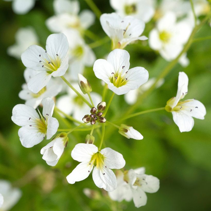 Cardamine yezoensis (Floração)