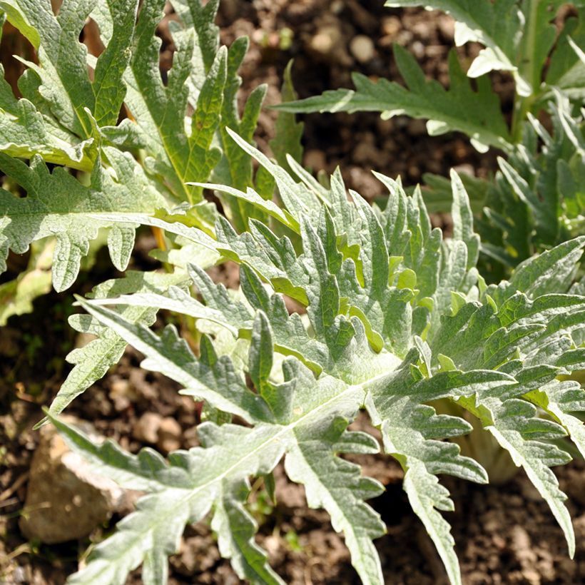 Cardo-coalheiro verde de Vaulx-en-Velin - Sementes (Folhagem)