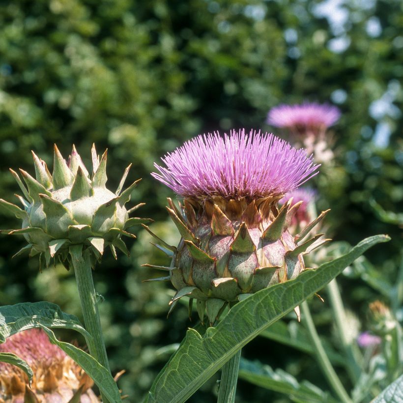 Cardo-coalheiro branco sem espinhos (Floração)