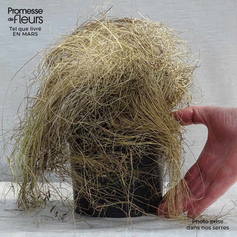 Amostra de Carex comans Frosted Curls Vaso de 2 L/3 L tal como entregue na primavera