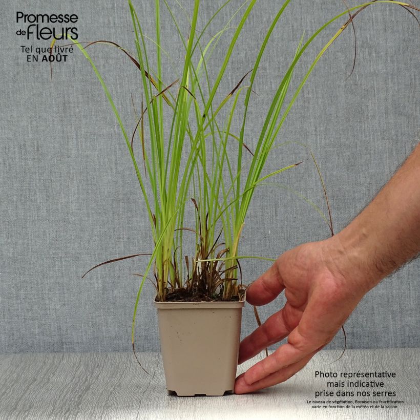 Amostra de Carex acutiformis Vaso de 8/9 cm tal como entregue no verão