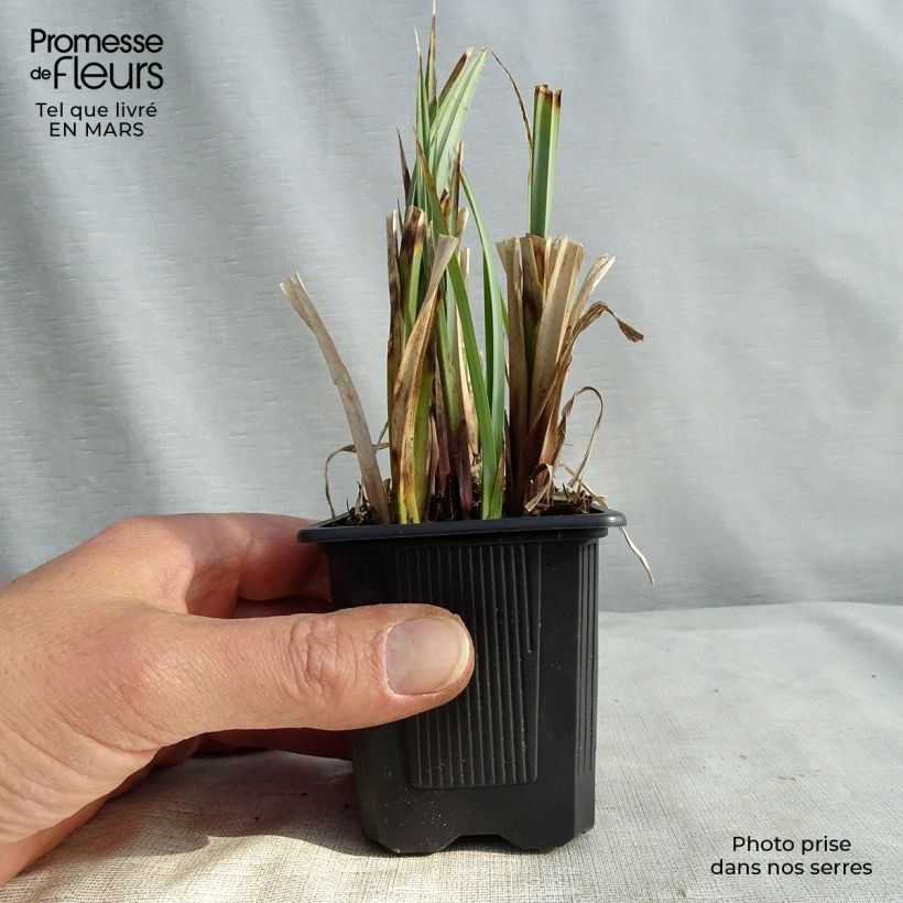 Amostra de Carex acutiformis Vaso de 8/9 cm tal como entregue na primavera