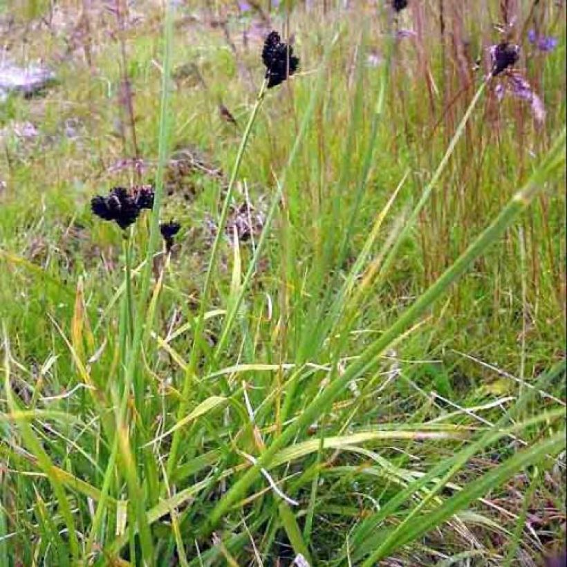 Carex atrata (Hábito)