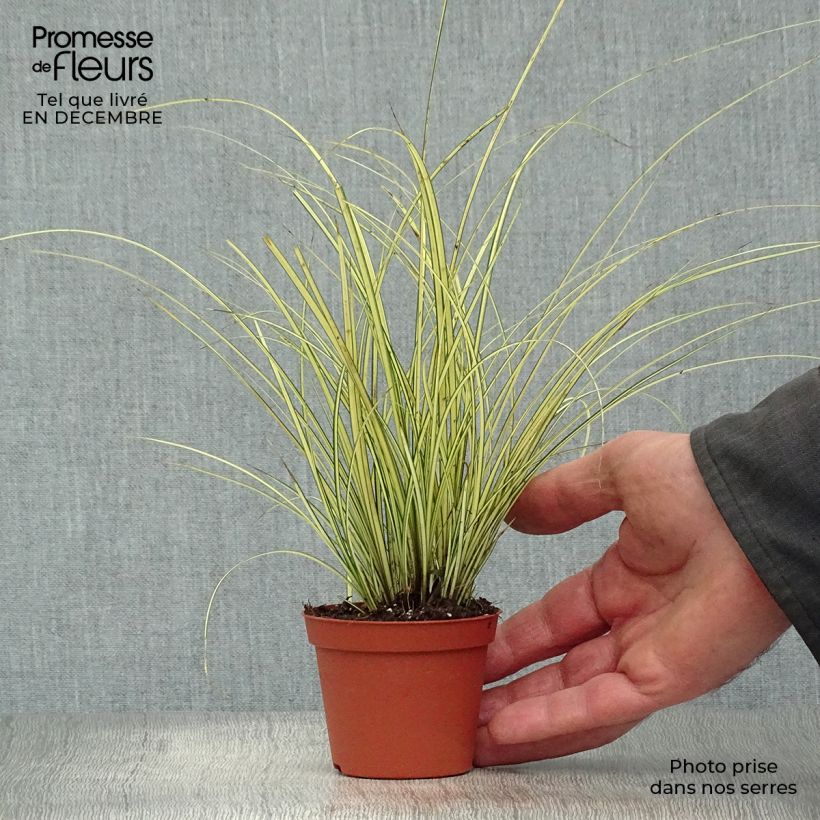 Amostra de Carex brunnea Jenneke - Laîche Vaso de 8/9 cm tal como entregue no inverno