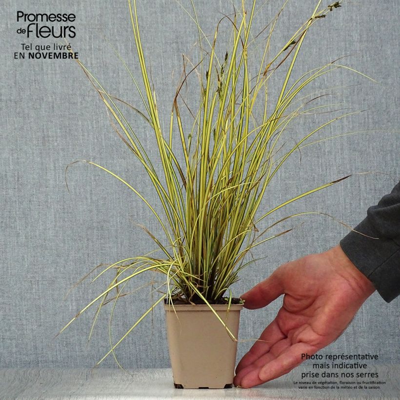 Amostra de Carex brunnea Jenneke Vaso de 8/9 cm tal como entregue no outono