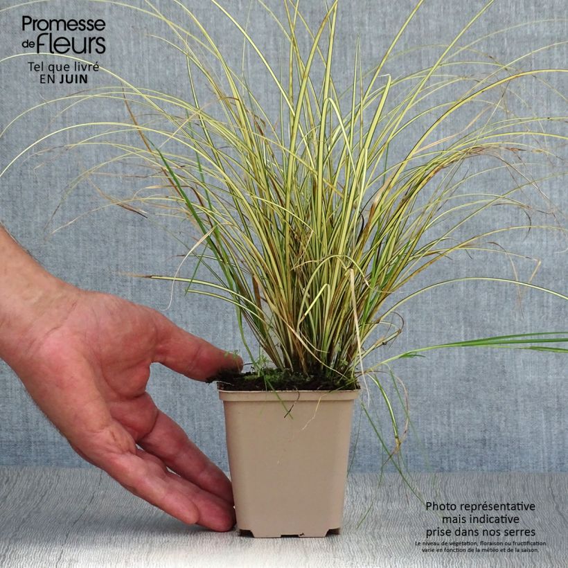 Amostra de Carex brunnea Jenneke Vaso de 8/9 cm tal como entregue no verão