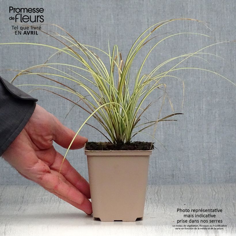 Amostra de Carex brunnea Jenneke Vaso de 8/9 cm tal como entregue na primavera