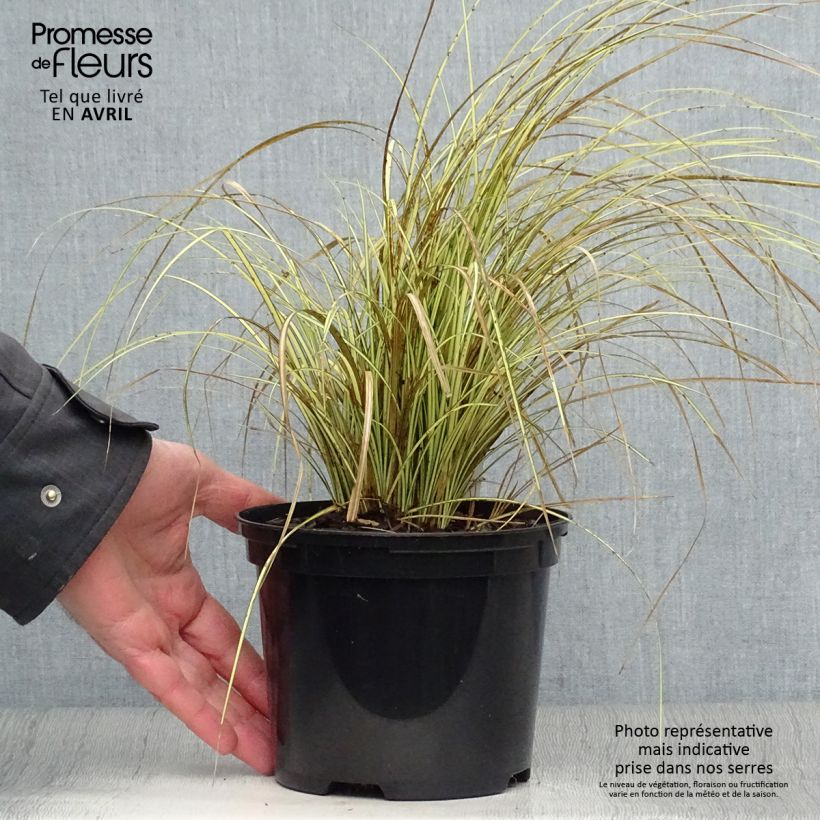 Amostra de Carex brunnea Jenneke Vaso de 2 L/3 L tal como entregue na primavera