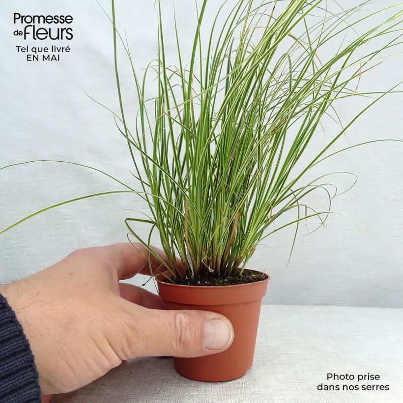 Amostra de Carex brunnea Variegata Vaso de 8/9 cm tal como entregue na primavera