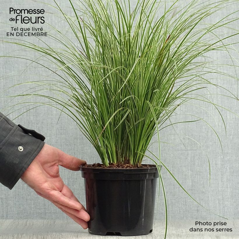 Amostra de Carex brunnea Variegata - Laîche Vaso de 2 L/3 L tal como entregue no inverno