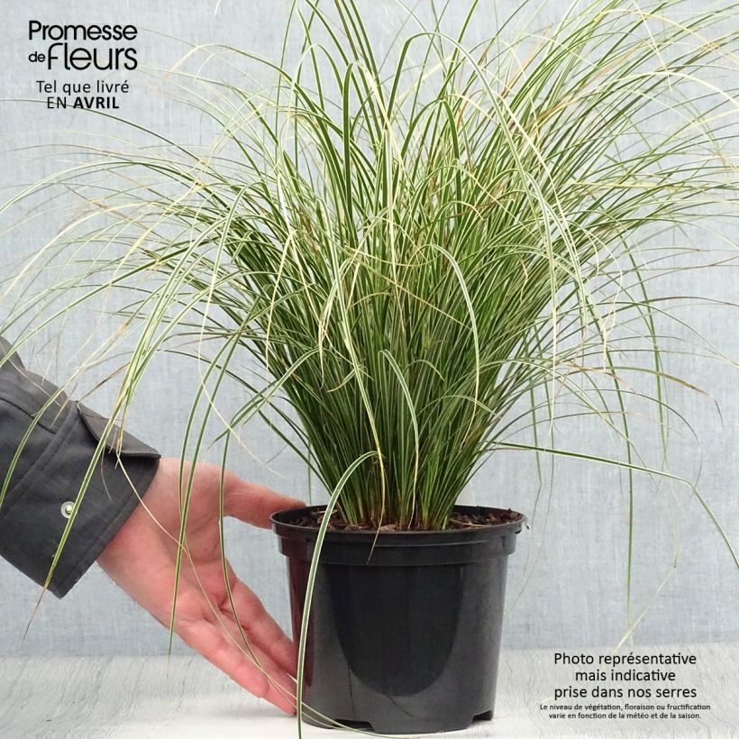 Amostra de Carex brunnea Variegata Vaso de 2 L/3 L tal como entregue na primavera