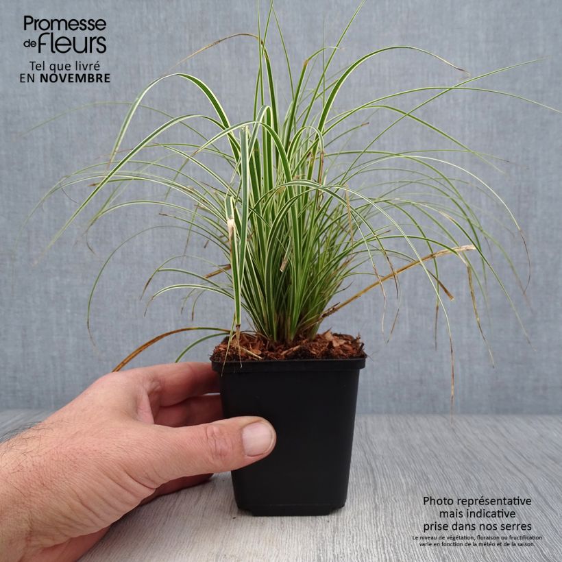 Amostra de Carex brunnea Variegata Vaso de 8/9 cm tal como entregue no outono