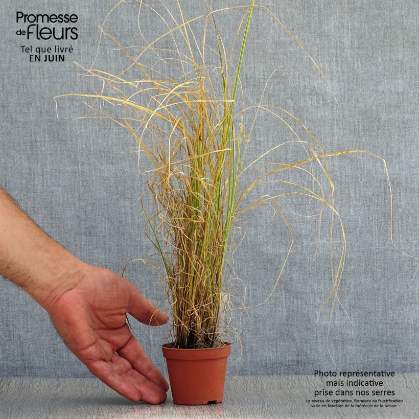 Amostra de Carex brunnea Variegata Vaso de 8/9 cm tal como entregue no verão