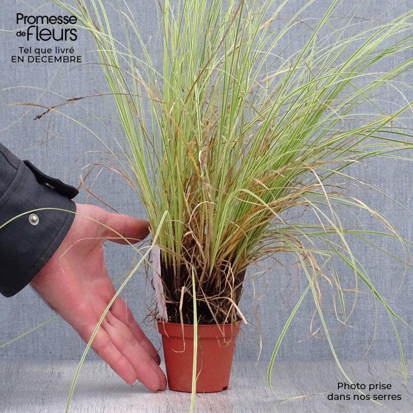 Amostra de Carex brunnea Variegata - Laîche Vaso de 8/9 cm tal como entregue no inverno