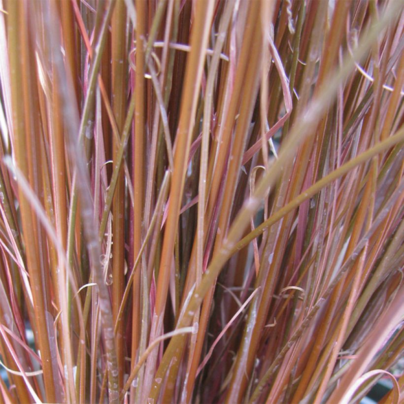 Carex buchananii (Folhagem)