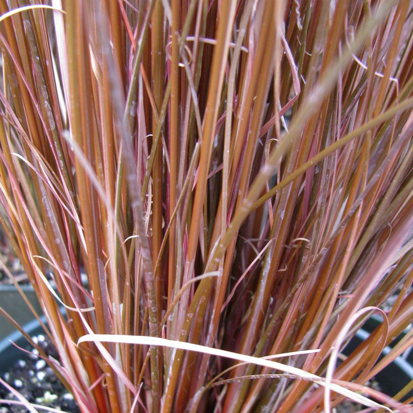 Carex buchananii Red Rooster (Folhagem)