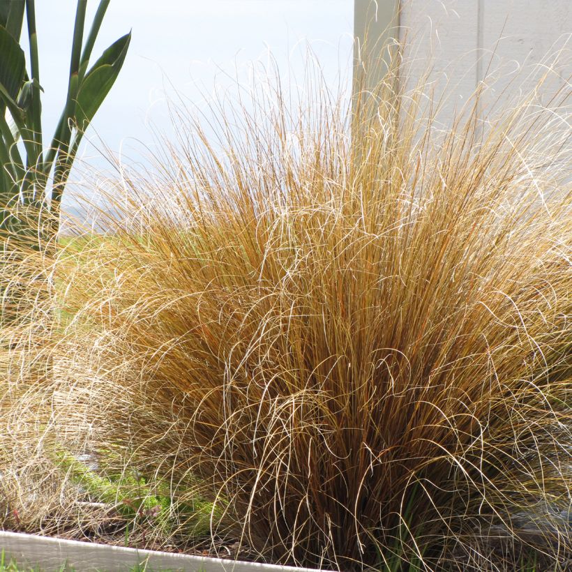 Carex buchananii Red Rooster (Hábito)