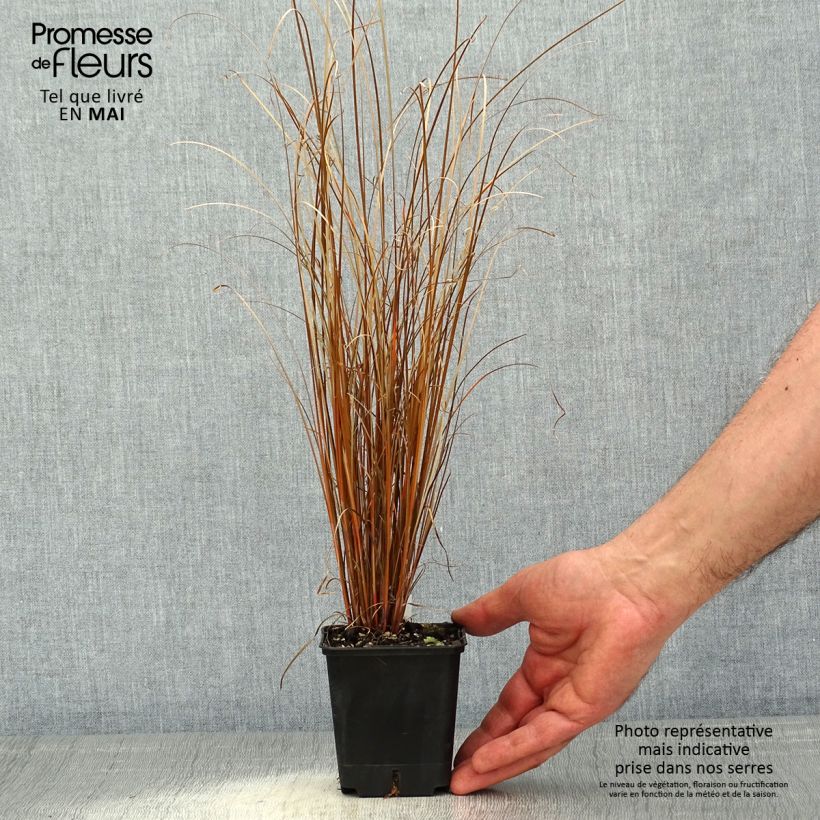 Amostra de Carex buchananii Red Rooster Vaso de 8/9 cm tal como entregue na primavera