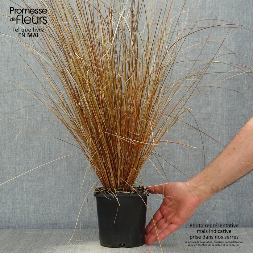 Amostra de Carex buchananii Red Rooster Vaso de 2 L/3 L tal como entregue na primavera