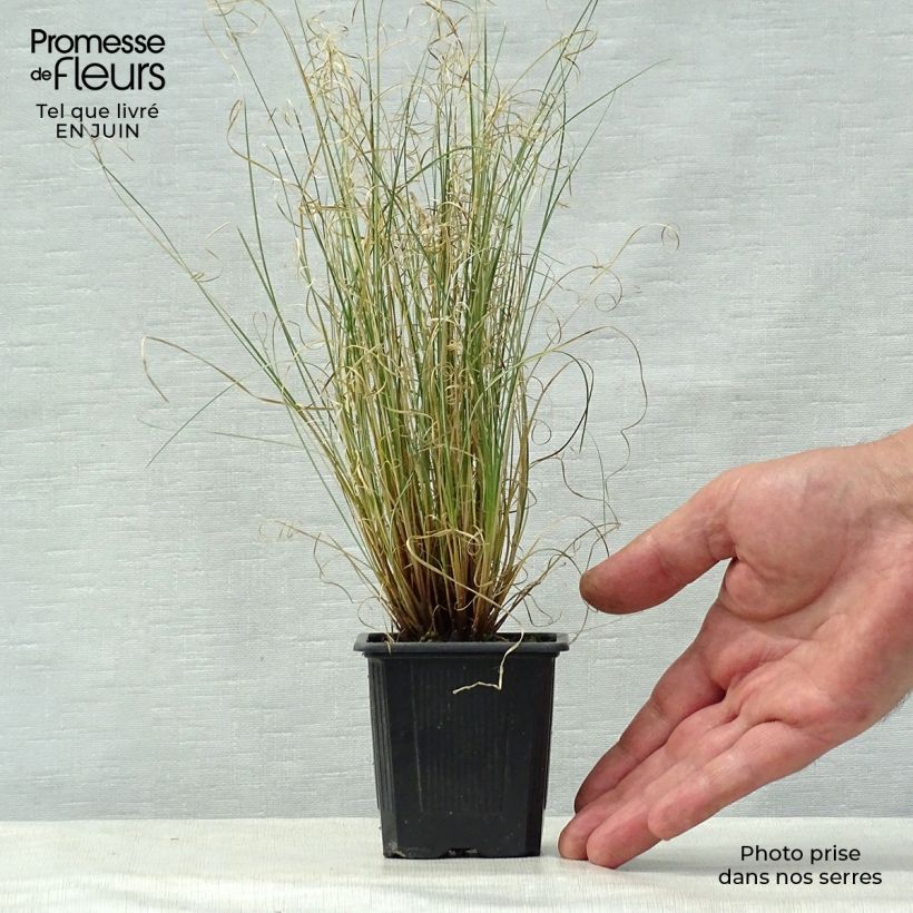 Amostra de Carex buchananii Viridis Vaso de 8/9 cm tal como entregue no verão