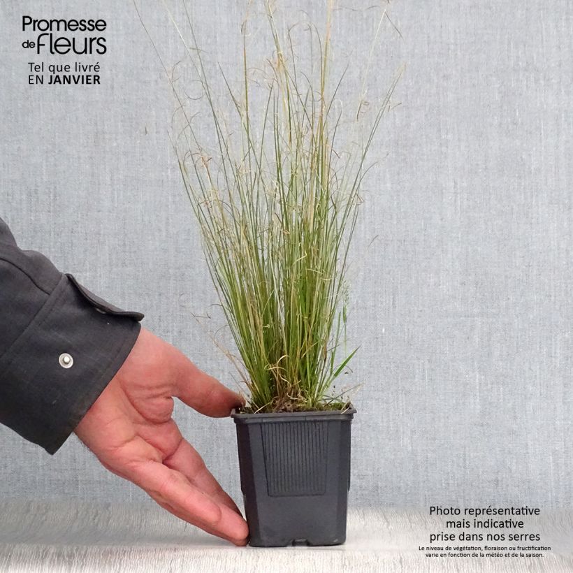 Amostra de Carex buchananii Viridis Vaso de 8/9 cm tal como entregue no inverno