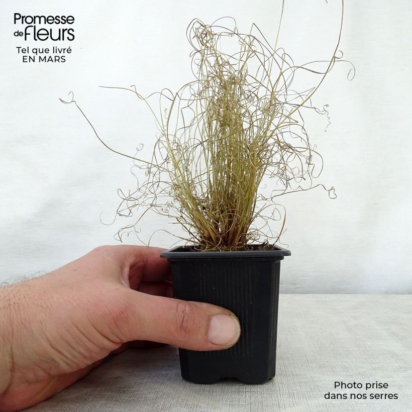 Amostra de Carex buchananii Viridis Vaso de 8/9 cm tal como entregue na primavera