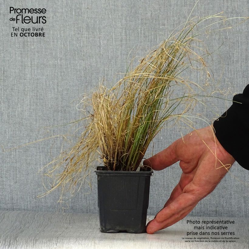 Amostra de Carex buchananii Viridis Vaso de 8/9 cm tal como entregue no outono