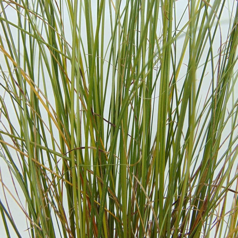 Carex buchananii Viridis (Folhagem)