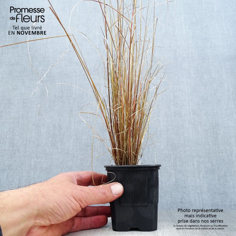 Amostra de Carex buchananii Vaso de 8/9 cm tal como entregue no outono