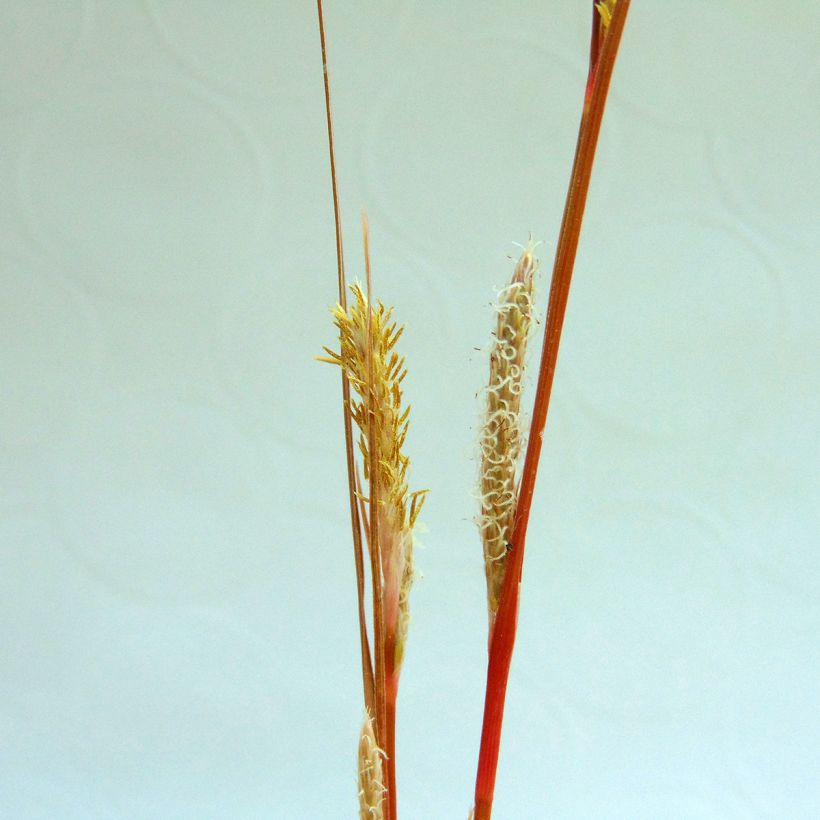 Carex buchananii (Floração)