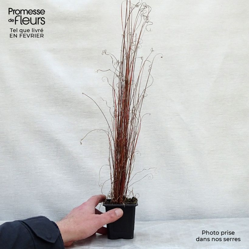 Amostra de Carex buchananii - Laîche de Buchanan Vaso de 8/9 cm tal como entregue no inverno