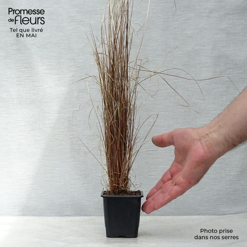 Amostra de Carex buchananii Vaso de 8/9 cm tal como entregue na primavera