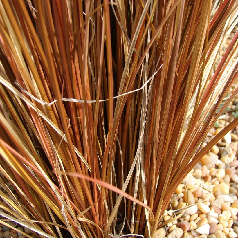 Carex comans Bronco (Folhagem)