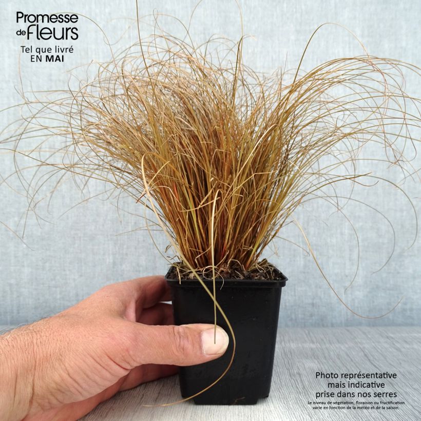 Amostra de Carex comans Bronco Vaso de 8/9 cm tal como entregue na primavera