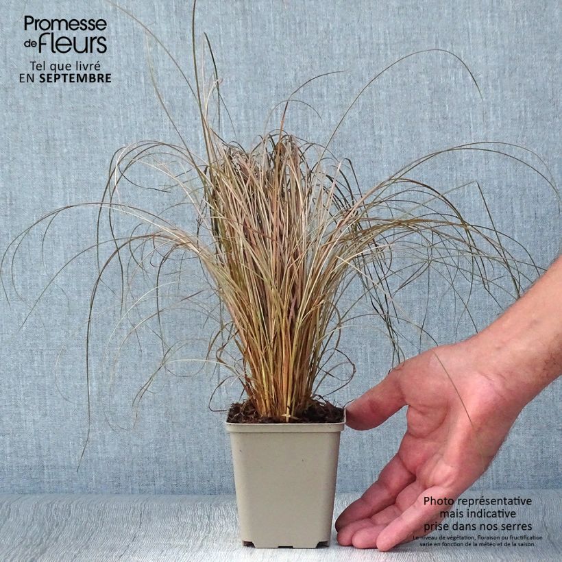 Amostra de Carex comans Bronco Vaso de 8/9 cm tal como entregue no outono